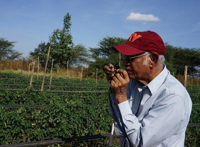 穆尼亚潘在埃塞俄比亚检查番茄叶的图塔损伤